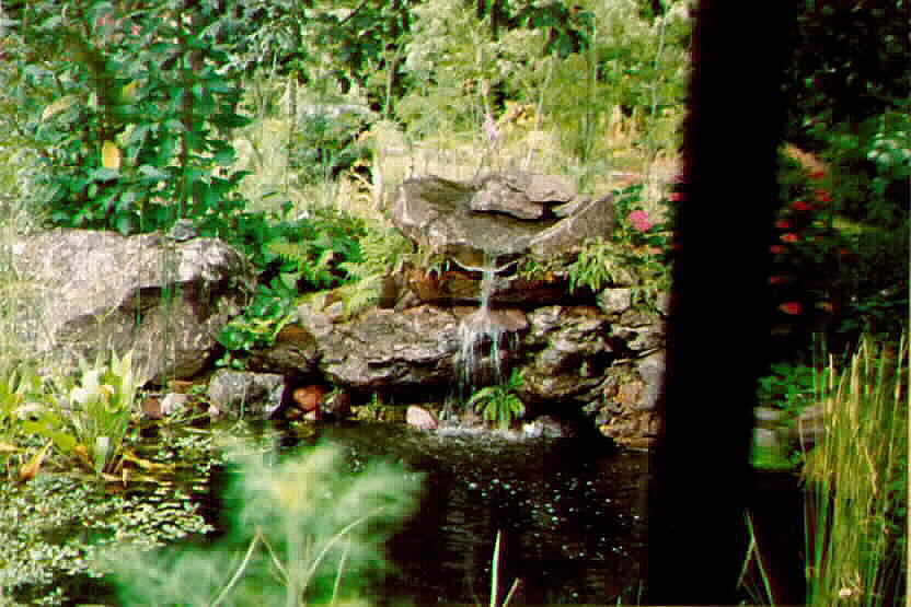 the pond in June