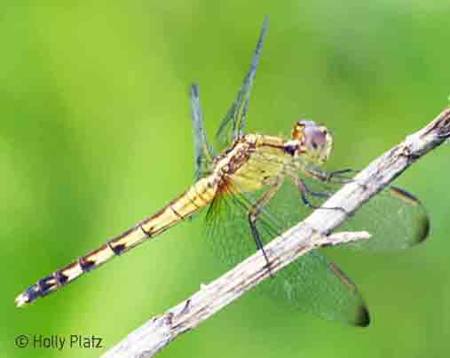 female dragonfly image