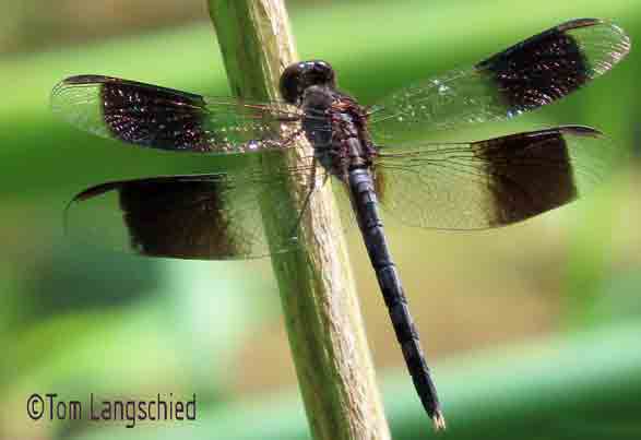 male dragonfly image
