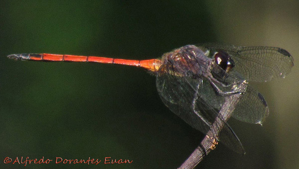dragonfly image