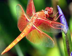 anisoptera, dragonfly