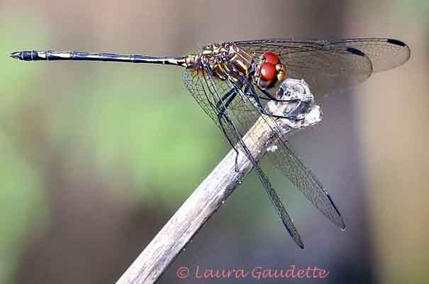 dragonfly image