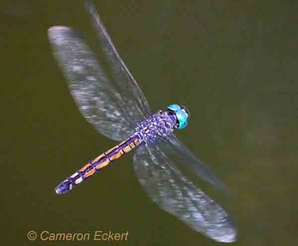 dragonfly image