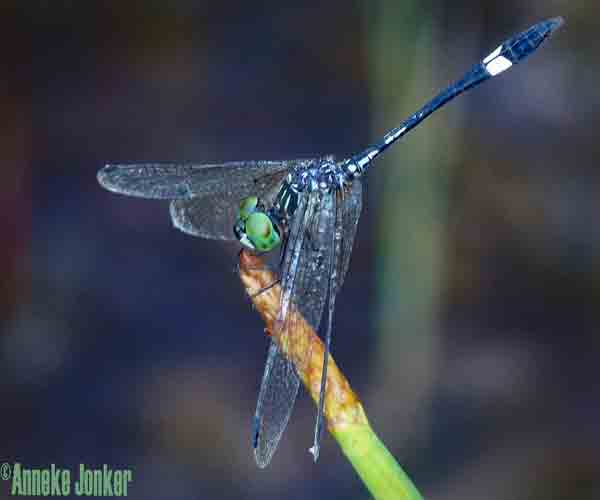 dragonfly image