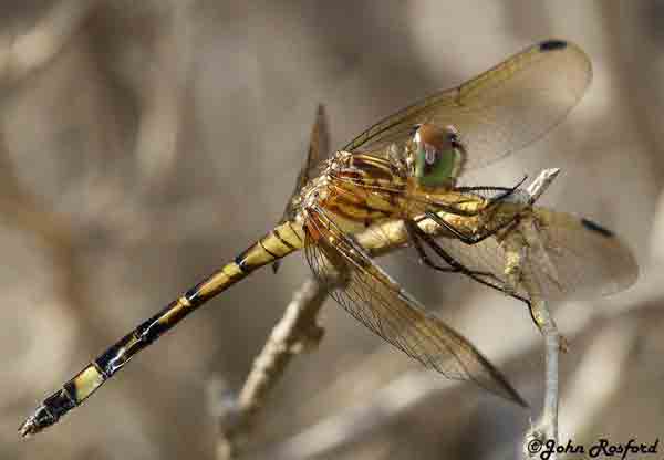 dragonfly image