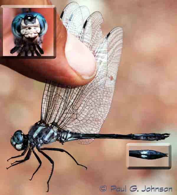 dragonfly image