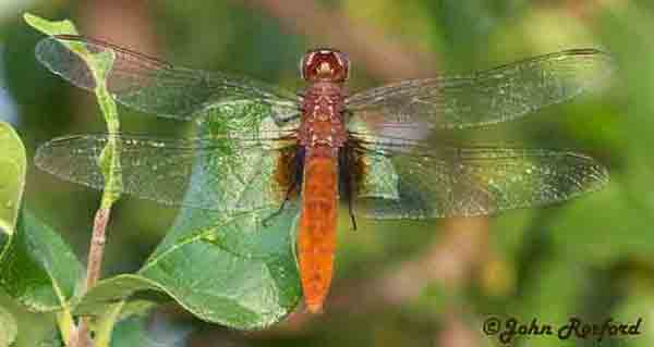 dragonfly image