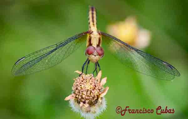 dragonfly image