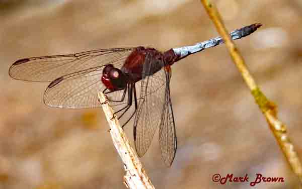 dragonfly image