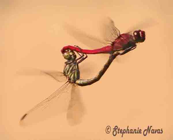dragonfly image