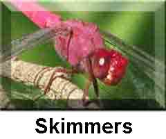 Skimmer image