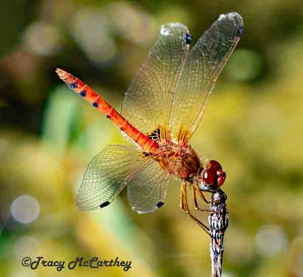 dragonfly image