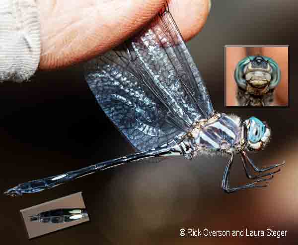 dragonfly image