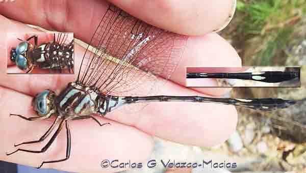 dragonfly image