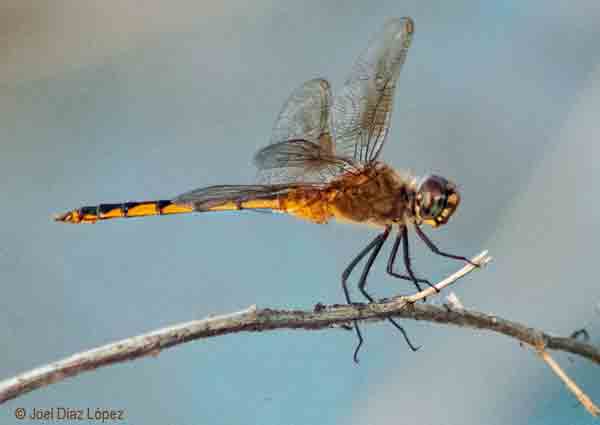 male dragonfly image