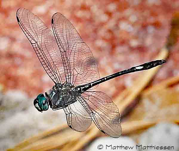 dragonfly image