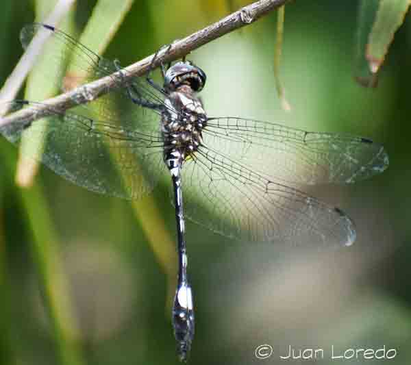 dragonfly image