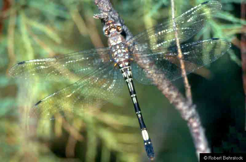 dragonfly image
