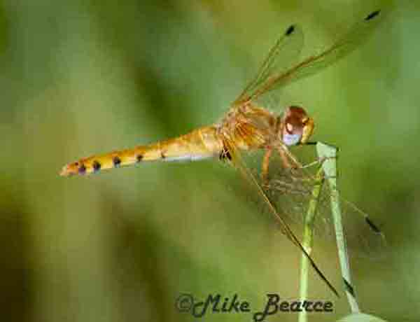 dragonfly image