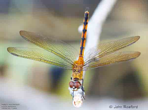 female dragonfly image
